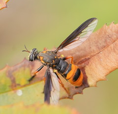 Codula