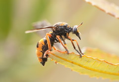 Codula