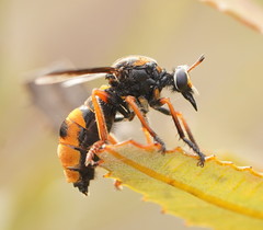 Codula