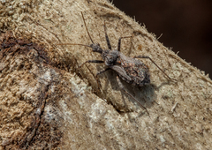 Coranus