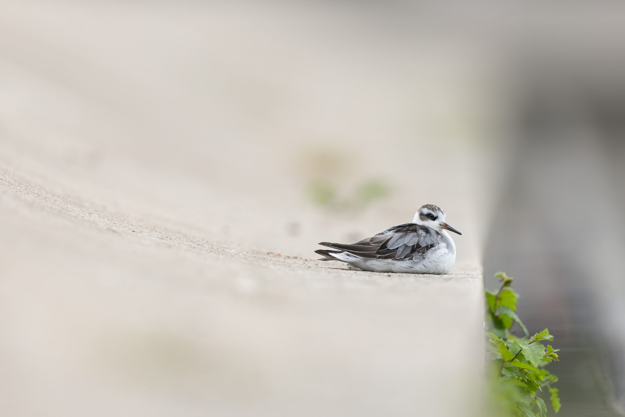 Red Phalarope