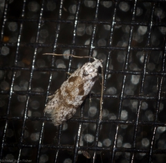 Oxythecta hieroglyphica