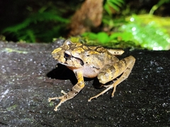 Bocourt's Robber Frog photo 2