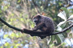 Alouatta guariba