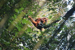 Alouatta guariba