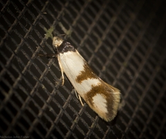 Antipterna trilicella