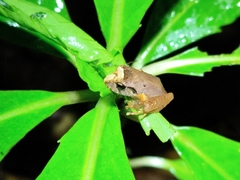 Bocourt's Robber Frog photo 4