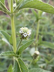 Lippia rehmannii