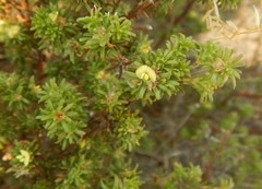 Phyllota pleurandroides