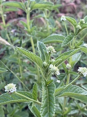 Lippia rehmannii