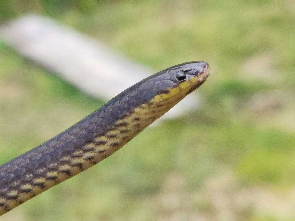 Stuart's Burrowing Snake