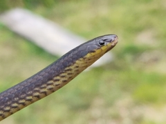 Stuart's Burrowing Snake photo 1
