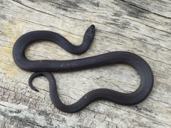 Stuart's Burrowing Snake photo 2