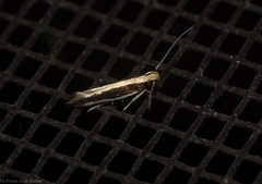 Macrenches eurybatis