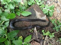 Stuart's Burrowing Snake photo 3