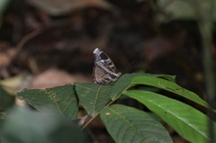 Euriphene atossa