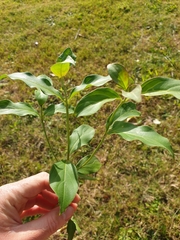 Cornus capitata