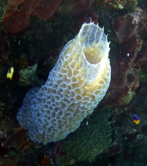 Callyspongia plicifera
