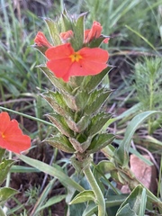 Crossandra greenstockii