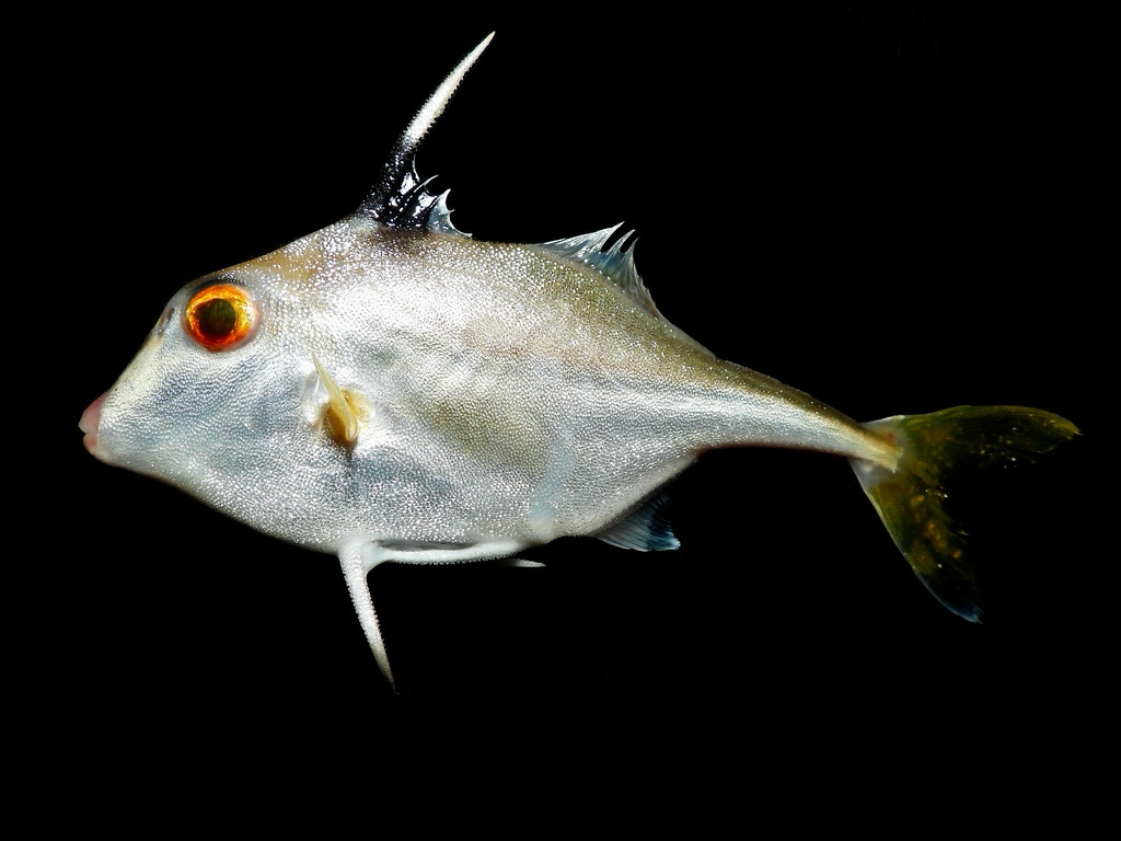 Silver tripodfish (Triacanthus nieuhofii) — Triacanthidae