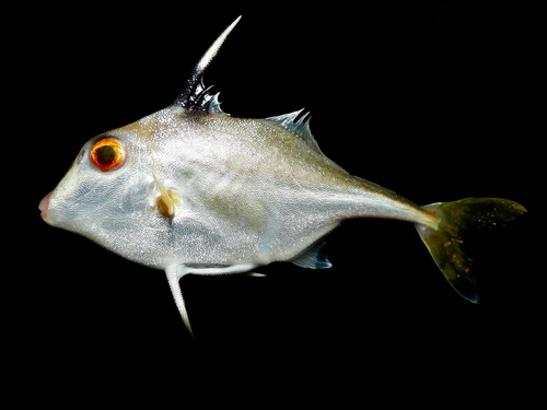 Silver tripodfish (Triacanthus nieuhofii) — Triacanthidae