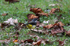 Motacilla cinerea patriciae