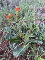 Crossandra greenstockii