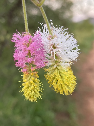 Dichrostachys cinerea