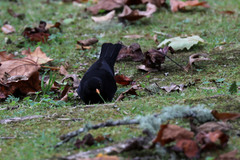 Turdus merula azorensis