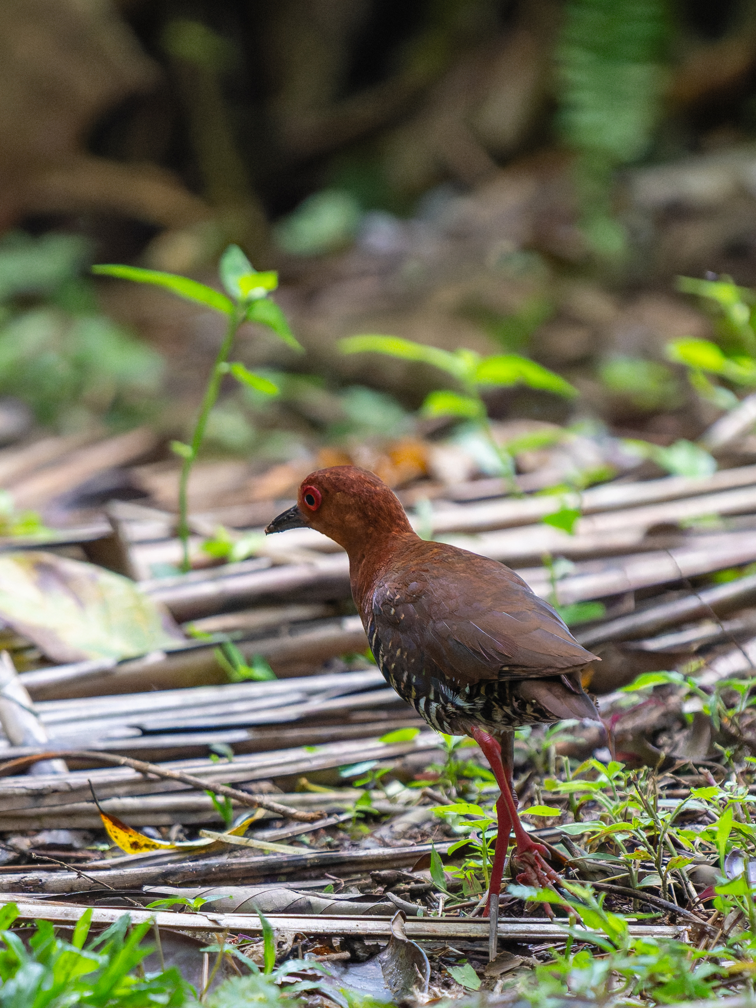Red-legged Crake (Rallina fasciata), photo 10