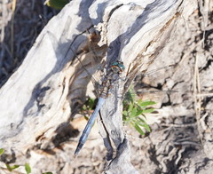 Orthetrum boumiera