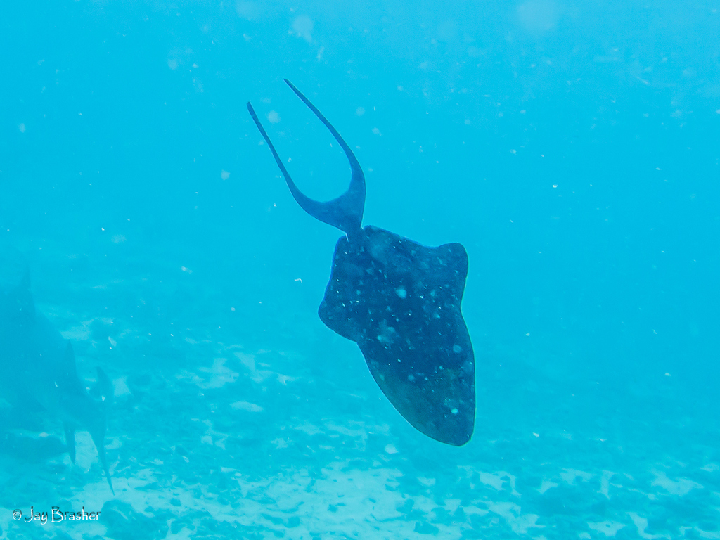 Red-toothed triggerfish