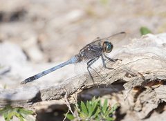 Orthetrum boumiera