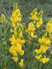 Crotalaria magaliesbergensis