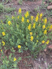 Crotalaria magaliesbergensis