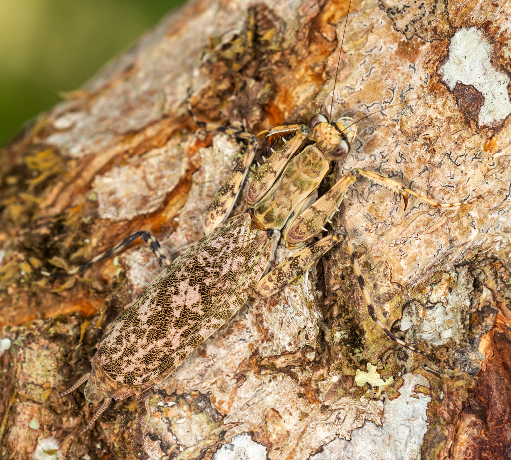 Hagiomantis superba