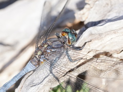Orthetrum boumiera