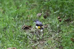 Motacilla cinerea patriciae