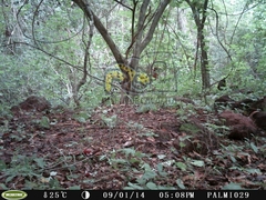 Micrastur semitorquatus