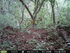 Micrastur semitorquatus