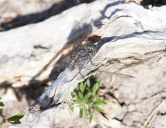 Orthetrum boumiera