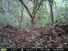 Micrastur semitorquatus