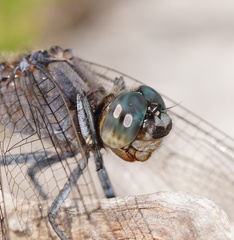 Orthetrum boumiera