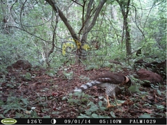 Micrastur semitorquatus