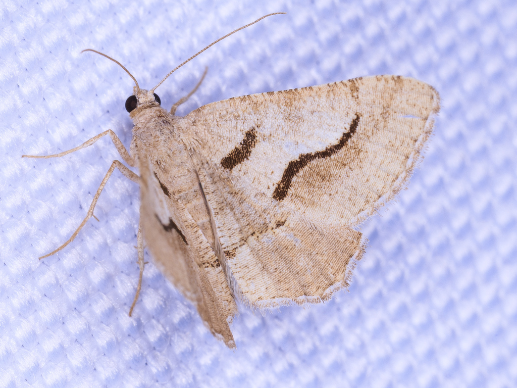 Digrammia puertata