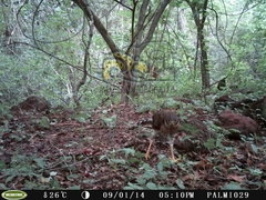 Micrastur semitorquatus