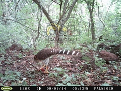 Micrastur semitorquatus