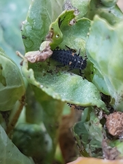 Hippodamia variegata