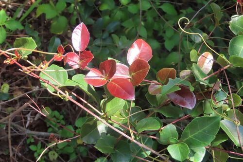 Coastal Grape (Rhoicissus sessilifolia)