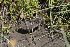 Gallinula tenebrosa